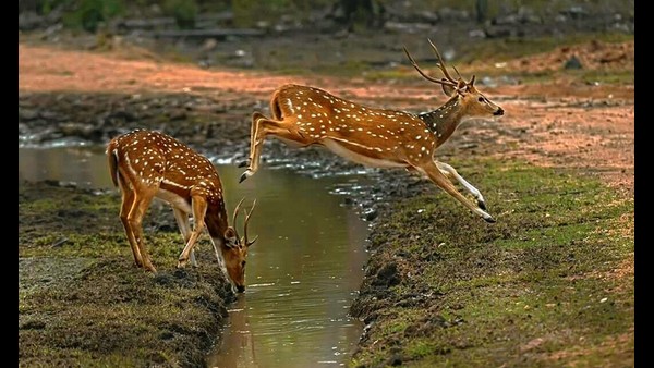  ಬಂಡೀಪುರಕ್ಕೆ ಕೃಪೆ ತೋರಿದ ವರುಣ