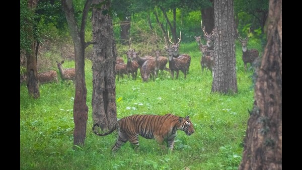 ಖುಷಿಯಾಗಿ ವಿಹರಿಸುವ ವನ್ಯಪ್ರಾಣಿಗಳು