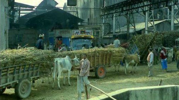  11 ಸಾವಿರ ರೈತರು ಬೆಳೆಯುವ ವಿವಿಧ ತಳಿಯ ಕಬ್ಬುಗಳ ಅರೆಯುವಿಕೆ 