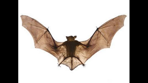 ಬಾವುಲಿಗಳನ್ನು ಸಾಯಿಸಿರುವ ಬಗ್ಗೆ ಶಂಕೆ 