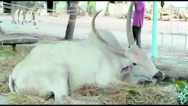 ಮಂಕಾಗಿ ಕೂತಿದೆ 
