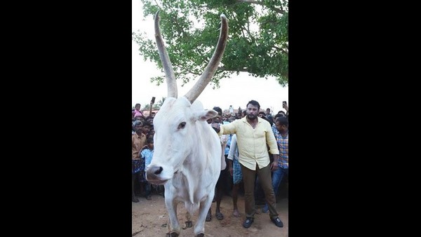 ಮೂಕ ಪ್ರಾಣಿಯ ನೋವಿಗೆ ಸ್ಪಂದಿಸಿ