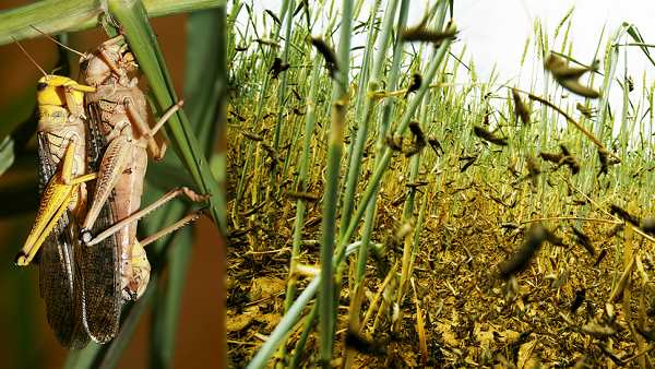 ನಿಯಂತ್ರಣಕ್ಕೆ ಕೈಜೋಡಿಸದ ಪಾಕಿಸ್ತಾನ 