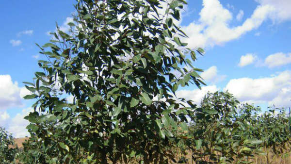 ಅರಣ್ಯ ಇಲಾಖೆಗೆ ಸತತ ಮನವಿ