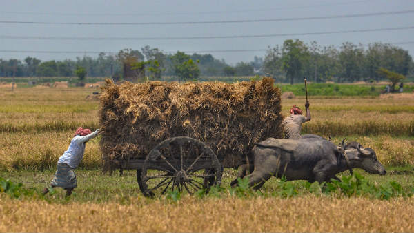 ಬಹುಬೆಳೆ, ಅಂತರ ಬೆಳೆ ಬಹುಬೆಳೆ, ಅಂತರ ಬೆಳೆ