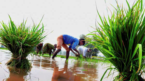 ಕೃಷಿ ಸಚಿವಾಲಯ ಮಾರ್ಗಸೂಚಿ 