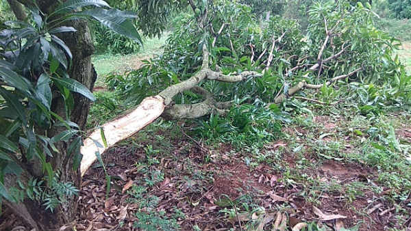 Forest Elephants Destroyed Mango Trees In Ramanagara District