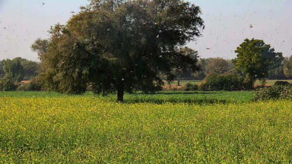 ಯಾವುದೇ ಬೆಳೆ ತಿನ್ನಬಲ್ಲದು