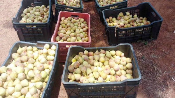 ಕಲ್ಲು ಭೂಮಿಯಲ್ಲಿ ಒಳ್ಳೆ ಬೆಳೆ