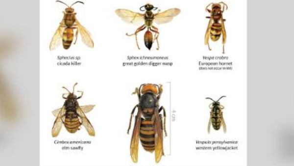 ಏಳು ಪಟ್ಟು ಹೆಚ್ಚು ವಿಷ ಏಳು ಪಟ್ಟು ಹೆಚ್ಚು ವಿಷ