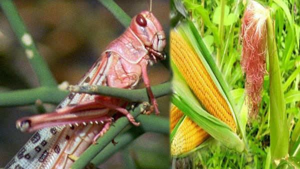 ಮಿಡತೆ ಸಮೂಹದ ದಾಳಿಯಿಂದ 35,000 ಆಹಾರ ಬೆಳೆಗೆ ಹಾನಿ 