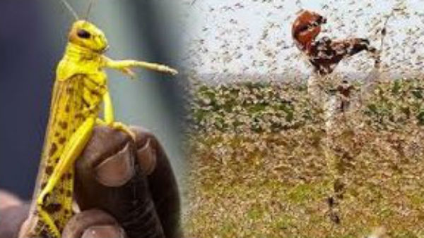 ಕರ್ನಾಟಕಕ್ಕೆ ಮರುಭೂಮಿ ಮಿಡತೆಗಳು ಕಂಟಕವಾಗಬಹುದಾ? ಕರ್ನಾಟಕಕ್ಕೆ ಮರುಭೂಮಿ ಮಿಡತೆಗಳು ಕಂಟಕವಾಗಬಹುದಾ?