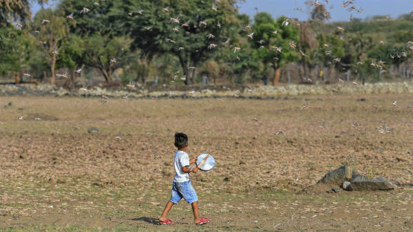 ಮಿಡತೆಗಳ ಮೇಲೆ ಸಿಂಪಡಣೆ