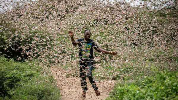  ಈ ವಲಸೆ ಮಿಡತೆಗಳ ಗುಂಪು ಬಂದದ್ದಾದರು ಎಲ್ಲಿಂದ?