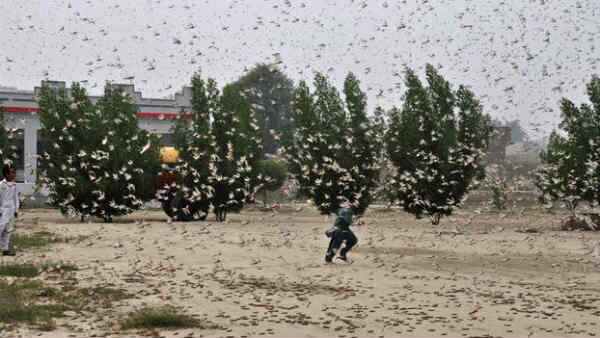  ಮಿಡತೆ ಸಂತಾನ ಹೆಚ್ಚಾಗಲು ಅನುಕೂಲವಾದ ಸನ್ನಿವೇಷ ಯಾವುದಿತ್ತು? 