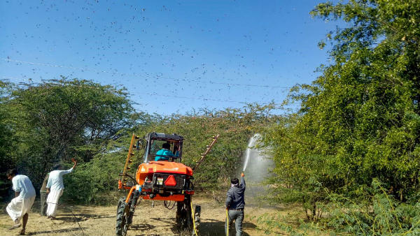 35,000 ಜನರ ಆಹಾರ = ಒಂದು ಮಿಡತೆ ಸಮೂಹದ ಆಹಾರ