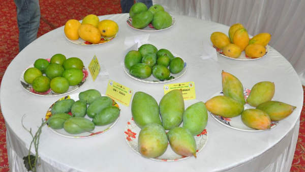 ಮಾರಾಟಕ್ಕೆ ಚಾಲನೆ