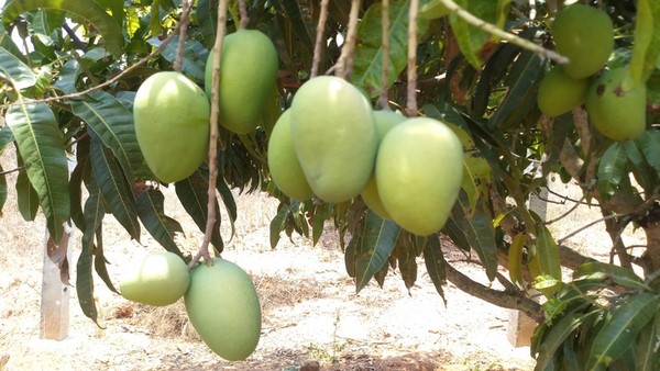  ಒಂದೇ ದಿನದಲ್ಲಿ ಮನೆ ಬಾಗಿಲಿಗೆ ಮಾವು