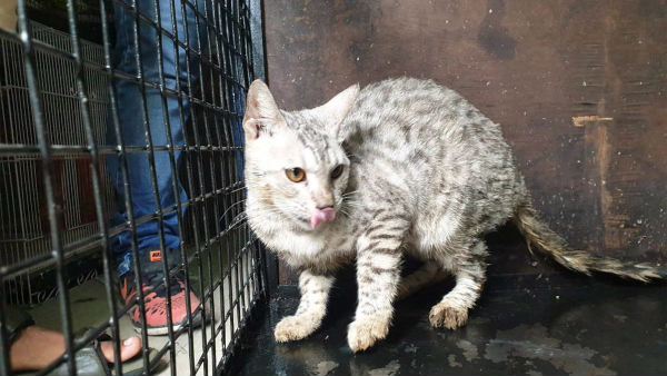 ಪ್ರಾಣಿಗಳನ್ನು ಮನೆಯಲ್ಲಿ ಸಾಕಬಹುದು 