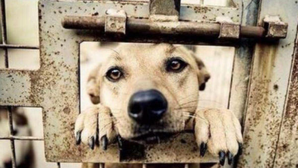 ಮಾಂಸ ಮಾರಾಟ ಮಾಡುತ್ತಿದ್ದವರಿಗೆ ಆರ್ಥಿಕ ಸಹಾಯ 