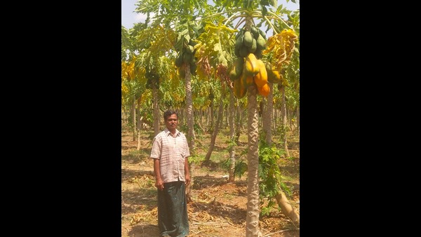  ಪಪ್ಪಾಯ ಬೆಳೆಗಾರರಿಗೆ ವ್ಯಾಪಾರಿಯ ಉಪಯುಕ್ತ ಮಾಹಿತಿ 