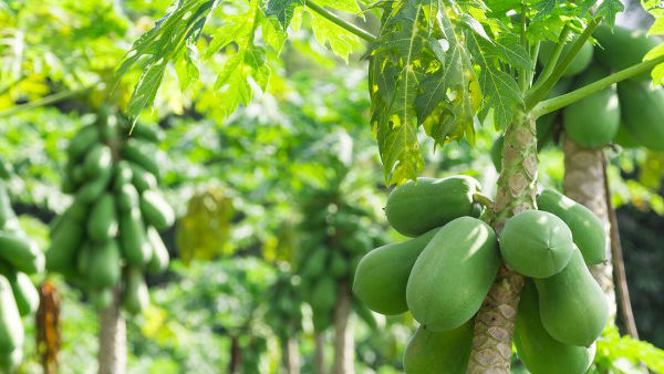  ಪಪ್ಪಾಯ ಬೆಳೆಗಾರರು ಗಮನಿಸಿ