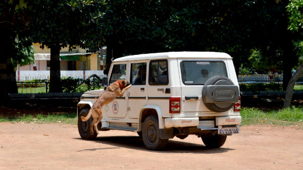 Bengaluru City Police opens dog park for training canines Bengaluru City Police opens dog park for training canines