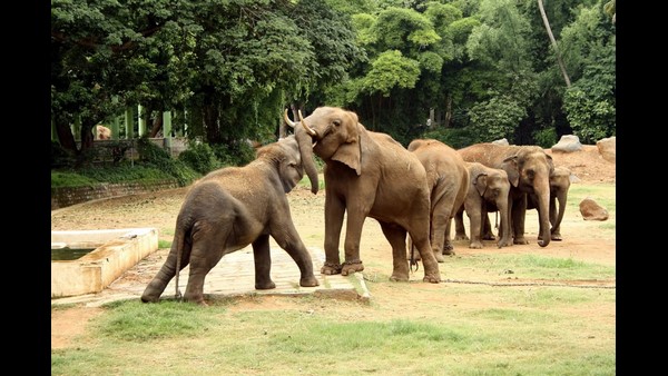 ಪ್ರವೇಶ ಶುಲ್ಕವೇ ನಿತ್ಯ 7-8 ಲಕ್ಷ ರುಪಾಯಿ ಬರುತ್ತಿತ್ತು