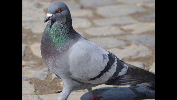 ಜನರೇ ಸೆರೆ ಹಿಡಿದ ಪಾರಿವಾಳದ ಕಾಲಿನಲ್ಲಿ ರಶೀದಿ ಜನರೇ ಸೆರೆ ಹಿಡಿದ ಪಾರಿವಾಳದ ಕಾಲಿನಲ್ಲಿ ರಶೀದಿ