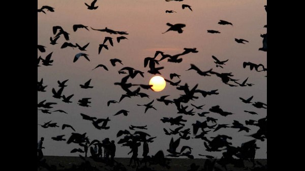 ಪಾಕ್ ಪಾರಿವಾಳ ಭಾರತದ ಗಡಿಯಲ್ಲಿ ಹಾರಿದ್ದು ಮೊದಲಲ್ಲ ಪಾಕ್ ಪಾರಿವಾಳ ಭಾರತದ ಗಡಿಯಲ್ಲಿ ಹಾರಿದ್ದು ಮೊದಲಲ್ಲ