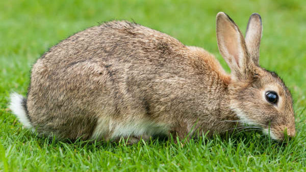 ಔಷಧಿ ಕಂಡುಹಿಡಿಯಲಾಗಿದೆಯೇ? 