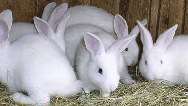 ಮೊದಲ ಬಾರಿಗೆ ಈ ವೈರಸ್ ಕಂಡುಬಂದಿದ್ದು 1980ರಲ್ಲಿ 