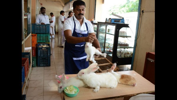 ಇತ್ತೀಚೆಗೆ ಹುಟ್ಟಿದ ಮೊಲಗಳ ಮೇಲೆ ಕಣ್ಣು 