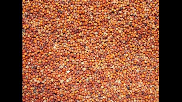Karnatakas Ragi can be global brand : Nirmala Sitharaman 