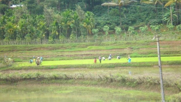  ನೇಪಥ್ಯಕ್ಕೆ ಸರಿದ ಏಲಕ್ಕಿ ಕೃಷಿ