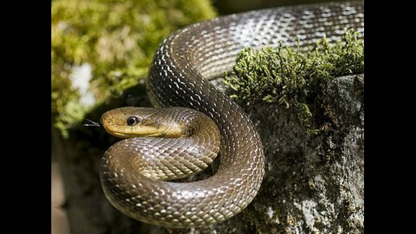 ಇದೊಂದು ವಿಚಿತ್ರ ಪ್ರಕರಣ 