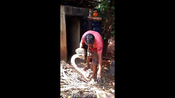 Two Pythons Found With Eggs In Katapadi