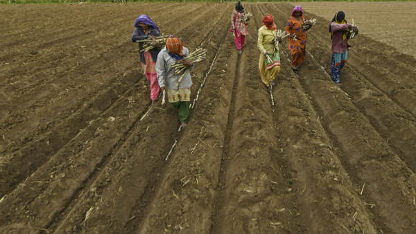 ಬೀಜ ವಿತರಣೆ ಮಾಡಲಾಗುತ್ತದೆ ಬೀಜ ವಿತರಣೆ ಮಾಡಲಾಗುತ್ತದೆ