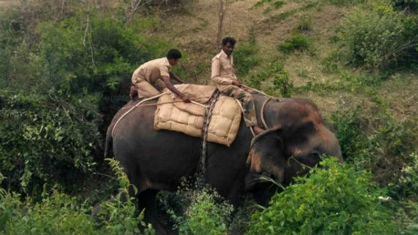  Huge Operation To Capture Tiger In Gundlupete 