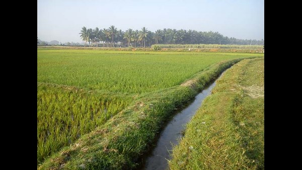 ಅಮೆರಿಕಾದಲ್ಲಿ ಆಹಾರ ಅಭದ್ರತೆ ಕಾರಣ? 