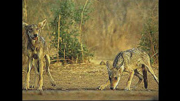  ಚಾಮರಾಜನಗರದಲ್ಲಿ ಕಾಣಿಸಿಕೊಂಡಿರುವುದು ಅಚ್ಚರಿ ತಂದಿದೆ