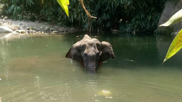 ಹಸಿದಿದ್ದ ಆನೆಗೆ ಪಟಾಕಿ ತುಂಬಿದ ಅನಾನಸ್ ತಿನ್ನಿಸಿದ ಸ್ಥಳೀಯರು