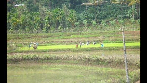  6. ಪ್ರತಿ ವರ್ಷ ಬಿತ್ತನೆ ಬೀಜಗಳಿಗೆ ಬರುವ ಬೇಡಿಕೆಯ ಪ್ರಮಾಣ ಯಾವ ಮಟ್ಟದಲ್ಲಿ ಹೆಚ್ಚುತ್ತಿದೆ ಅಥವಾ ಕುಸಿಯುತ್ತಿದೆ ತಿಳಿಸಿ?