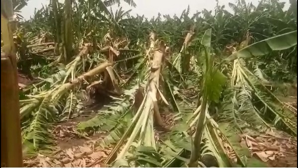  ಮಣ್ಣುಪಾಲಾದ ಲಕ್ಷಾಂತರ ರೂಪಾಯಿ