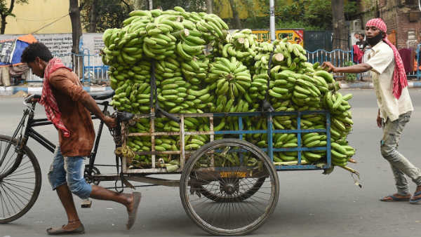 ಬಾಳೆ ಬೆಳೆಯ ಮಾಹಿತಿ