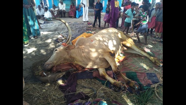 ಗಜಗಾತ್ರದ ಈ ಬಸವನನ್ನು ನೋಡಿದ ಜನ ಹೆದರಿ ದೂರವಾದರು