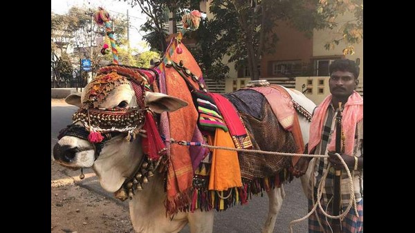ಬಸವ ಕೊನೆಗೂ ಶುಕ್ರವಾರ ಸಾವನ್ನಪ್ಪಿದೆ