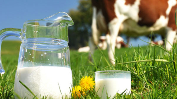 Shivamogga: Increased Milk Production In Shimul Shivamogga: Increased Milk Production In Shimul