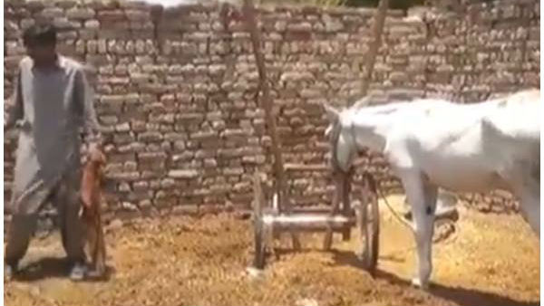 Pakistan Donkey Gets Bail After Arrested In Illegal Gambling Racket Pakistan Donkey Gets Bail After Arrested In Illegal Gambling Racket