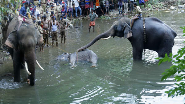 ಸ್ಫೋಟಕ ತುಂಬಿದ ಹಣ್ಣು